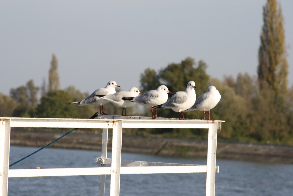 mouettes